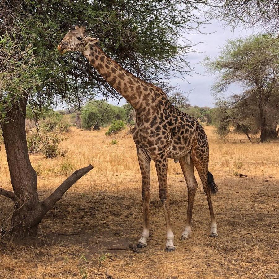 Kimana Amboseli Cultural Camping Exterior foto